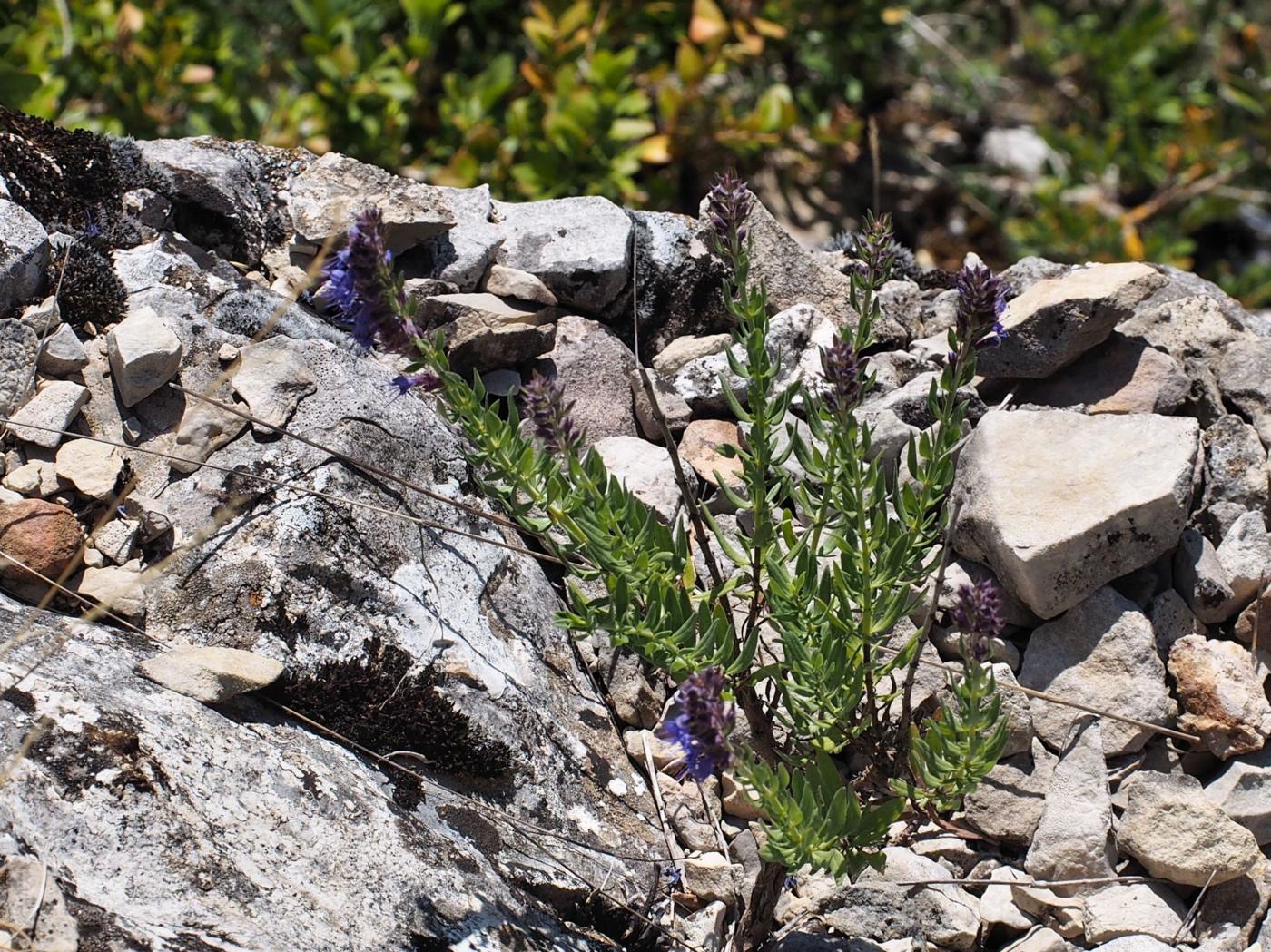 Hyssop plant